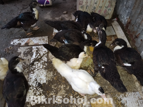 চিঁনা হাঁস